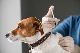 See below for more detail on what this vaccine covers against and why you or your vet might want to consider it. Rabies In Dogs Small Door Veterinary