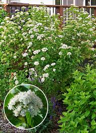 Zone 6 shrubs & vines we include all the shrubs and vines we offer for usda hardiness zone 6 in a single convenient collection. Deer Resistant Shrubs Garden Gate