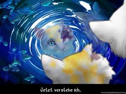 Bluestar's prophecy is the second warriors super edition, a prequel that takes place one … Warrior Cats Wallpapers Bluestar Desktop Background