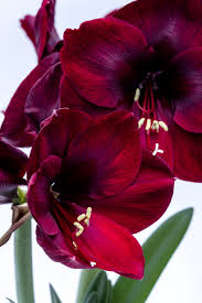 Amaryllis Die Richtige Pflege Fur Uppige Bluten Blumen Pflanzen Amaryllis Und Schone Blumen