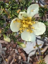 Image result for Polystachya tridentata