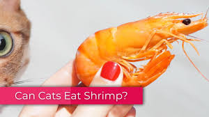 Bad shrimp tastes uncooked, raw, and very nasty. Can Cats Eat Shrimp Be It Raw Or Cooked Youtube
