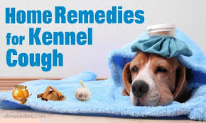 Traffictrpr Dog Post1 Home Remedies For Dogs Dogitchyskin Itchrelieffordogs Homeremediesfordog Homeremediesf Dog Coughing Dog Cough Remedies Dog Remedies