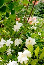 Gardenias grow well in florida's warmth and humidity and can be used as accent plantings. Gardenia Plant Care Lovetoknow