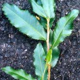 Image result for Ochna