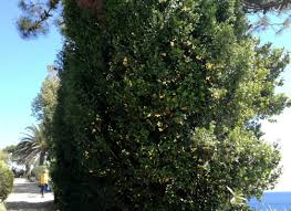 Image result for Elaeodendron