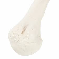 Image result for Humerus Bone