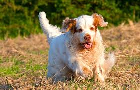 Image result for clumber španěl lov