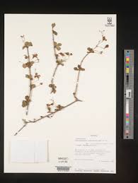 Image result for Rotheca violacea