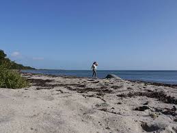 Jump to navigation jump to search. Vom Ristinge Klint Zu Den Wildpferden Langelands Danemark