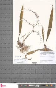 Image result for Graphorkis