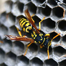 C & t rodent control exclusion & pest control. Pest Control In Santa Rosa Ca Termites Rodents Insects