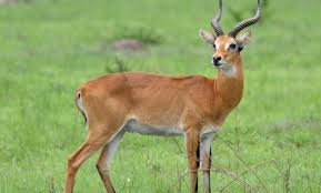11 Fascinating Animals That Start With The Letter U Animals Herbivores Fascinating