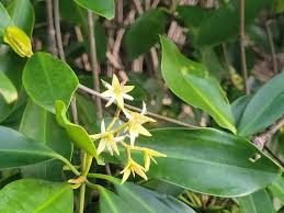 Image result for Rhizophora racemosa