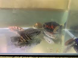 Why All My Fish Not Swimming And Sit In The Bottom Of Tank Freshwater Aquarium Discussion Forum 385497