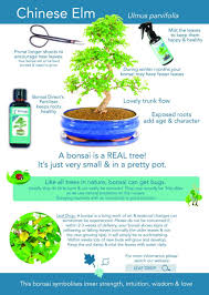 Without some information on how to look after them they are also usually the last one they will ever have after it struggles and then finally gives up. Chinese Elm Ulmus Parvifolia Indoor Bonsai Care Guide