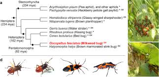 6 common pest control as the name suggests, pest control is a method of managing or controlling pests through various the following are the basics that provide explanation about some common hamilton pest control. Molecular Evolutionary Trends And Feeding Ecology Diversification In The Hemiptera Anchored By The Milkweed Bug Genome Genome Biology Full Text