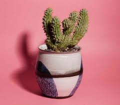 The tucson cactus and succulent society is closing in on 100,000 salvaged plants. David Haskell On His Psychotic Plants Show At Coming Soon Sight Unseen