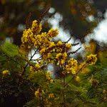 Image result for Peltophorum africanum