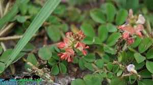 Image result for Indigofera spicata