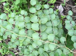 Image result for Pellaea angulosa