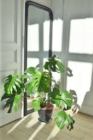 植物のある暮らしを 初心者でも育てやすいおしゃれなグリーンまとめ キナリノ 植物栽培 モンステラ 観葉植物