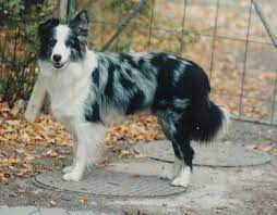 Border Collie Blue Merle Cute Dogs Gallery Border Collie Blue Merle Border Collie Collie