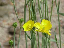File Ranunculus Gramineus0 Jpg Wikipedia The Free Encyclopedia Plants Ranunculus Wild Flowers