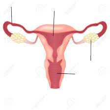 Maybe you would like to learn more about one of these? Ejercicio De Aparato Reproductor Femenino