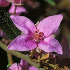 Boronia Flower Essence