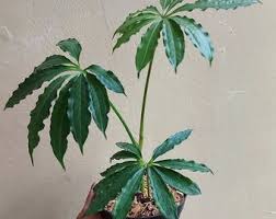 Anthurium Tweed Very Beautiful Leaves Free Phytosanitary