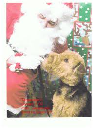 Airedale terrier puppies for sale in galt, california united states puppies akc registered, both parents reside with owner. The King S Herald A Publication Of The Airedale Terrier Club Of Canada Pdf Free Download