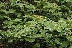 Image result for Dalbergia acutifoliolata