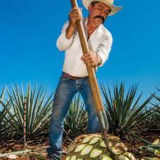 The Secret Power Of The Tequila Plant That Could Help Feed The World New Scientist