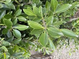 Image result for Ficus demeusei