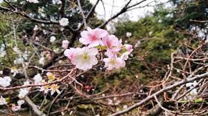 Zo kun je ook altijd bestellen door middel van ideal of je creditcard. Japanners Verbaasd Kersenbloesem Bloeit In De Herfst Nos