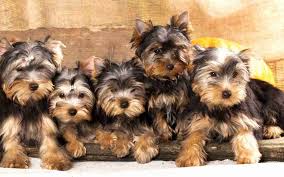 Please goto our new website to see our current litters that are ready now !! 6 Things You Need To Know Before You Get A Yorkie The Yorkie Times