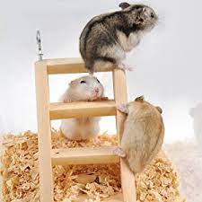Hamster picture 835 1000 jpg / two communication lessons to be learned from the late. Miuline Hamster Chew Toys Set 10 Pack Wooden Pet Toy Small Pets Teeth Care Molar Toy Wooden Seesaw Dumbbells Exercise Bell Roller Swing Bucket For Guinea Pig Chinchilla Hamster Parrot Bunny Amazon Co Uk