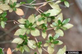 Azaleas that exhibit chlorosis or yellowing leaves may be responding to their soil environment. Azalea Rhododendron Insect Pests Home Garden Information Center