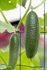 Image result for Cucumis sativus