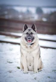 Image result for norský losí pes šedý
