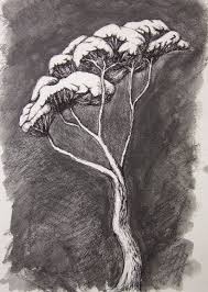 Paperbark Tree 3 Original Pencil And Ink Drawing Tree Drawing Ink Drawing Drawings