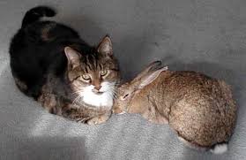 Cats And Rabbits Cute Animals Cats Animals