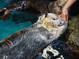 ラッコは3つのグループに分かれ、アリューシャン列島のラッコはアラスカラッコ alaska sea otter / northern sea otter です。 videograhy & text :mariko sawada observation : 2012å¹´11æœˆ æµ·éŠé¤¨æ—¥è¨˜ æµ·éŠé¤¨