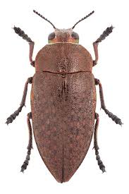 Image result for Perotis