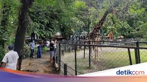 Dengan beragam atraksi serta harga tiket masuk yang murah. Pengunjung Kbs Di Hari Pertama 2021 Capai 4 000 Orang