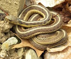 Common Garter Snake Wikipedia