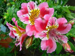 Gepind Van Kepguru Peruvian Lilies Alstroemeria Flowers