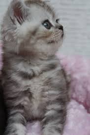 Super Kalite Ve Renkte Silver Taby Brittish Shorthair 490 Renkler Istanbul