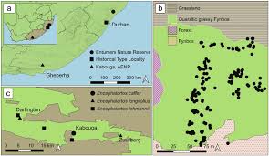 Image result for Diheteropogon filifolius